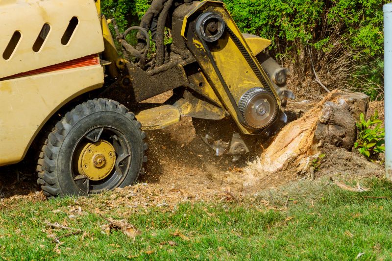 Stump Grinding and Root Removal
